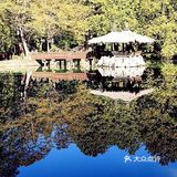 在枯树中再生新树为第三代