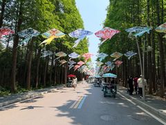 -日照海滨国家森林公园