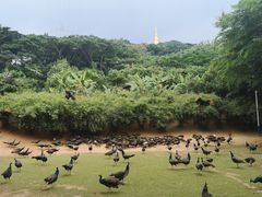 -西双版纳勐泐文化旅游区