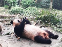 -都江堰中华大熊猫苑