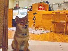 -柴务处·柴犬主题狗咖