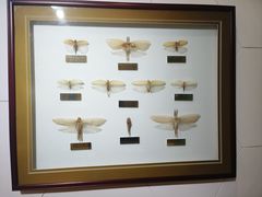 -上海昆虫博物馆