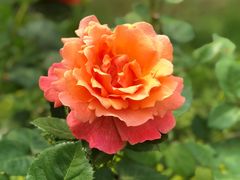 -上海鲜花港