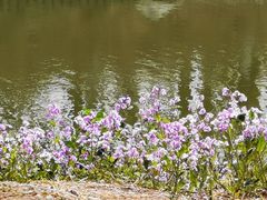 -大兴滨河森林公园