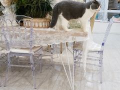 -共舞时光猫咖·狗咖(新街口店)