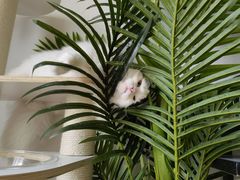 -瑞派康怡24h宠物医院·犬猫医疗中心·微创绝育(瑞景分院)