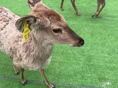 -大连森林动物园