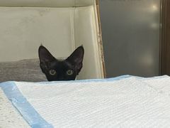 -宠爱国际动物医院·消化内科·心肾内科·ISFM猫友好(望京店)