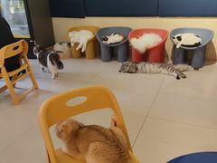 -平行世界·猫咖(首经贸店)