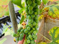-美味之家·湖景农家乐(太湖东山店)