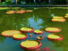 -国家植物园南园