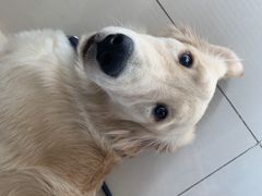 -多卡布奇宠物生活馆(上林世家店)