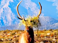 -新疆天山野生动物园