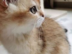 -lincat·猫舍(广州店)