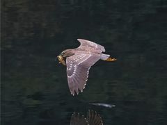 -重庆彩云湖湿地公园