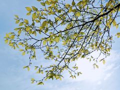 -桃花岛景观公园