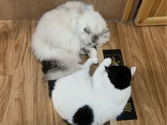 -MOCHA明星猫咖(田子坊店)