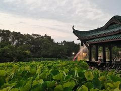 -桂湖森林公园