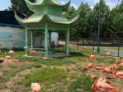 -秦皇岛野生动物园