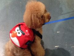 背书包的狗狗-东浩兰生上海世博展览馆