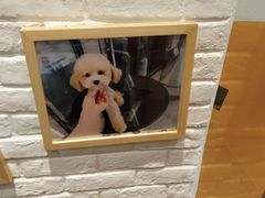 -帕帕拉兹宠物(亚洲旗舰店)