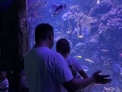 -芜湖新华联大白鲸海洋公园