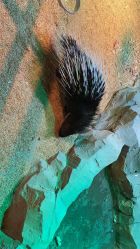 点击看大图 -酷嗒动物文化乐园(cutezoo西溪乐天城店)