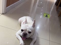 -宠福鑫动物医院(望京分院)