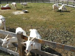-前小桔亲子创意农场·草莓采摘·露营烧烤