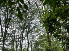 -番禺大夫山森林公园