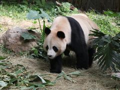 -广州长隆野生动物世界