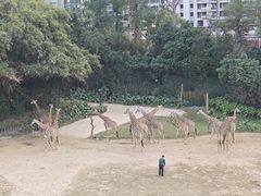 -广州长隆野生动物世界