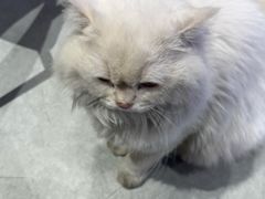 -独音唱片 Indie Music