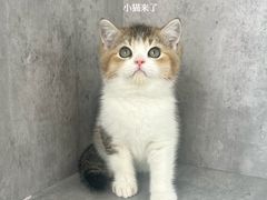 -小猫来了·猫舍(红山六九七九店)
