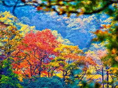 -安徽天堂寨风景区