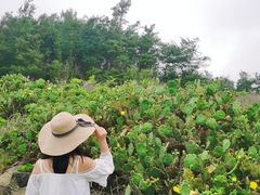 -硇洲岛旅游区