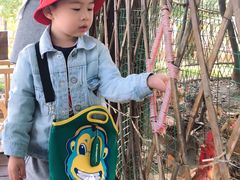 -田园东方蜜桃村的田野营地