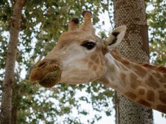 -大连森林动物园