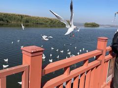 -乌梁素海景区