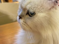 -猫猫幼稚园·撸猫·桌游·电玩