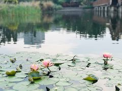 -五缘湾湿地公园