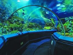 -上海海洋水族馆