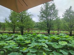 -同里国家湿地公园