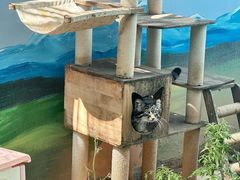 -青藏高原野生动物园
