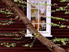 -三鹰之森吉卜力美术馆