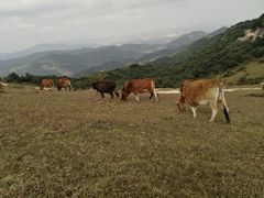 -大姆山草场