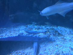 -太平洋海底世界