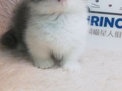 -十年猫舍·猫咪专门店(普陀店)