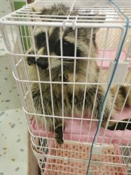 -Moni星球萌宠·小马宝莉·灵蛇·高端高阶全萌宠互动体验俱乐部(红豆国际广场店)