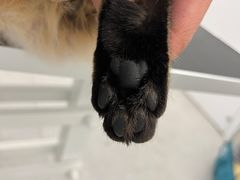 -comecome来吧宠物(奥克斯中心店)